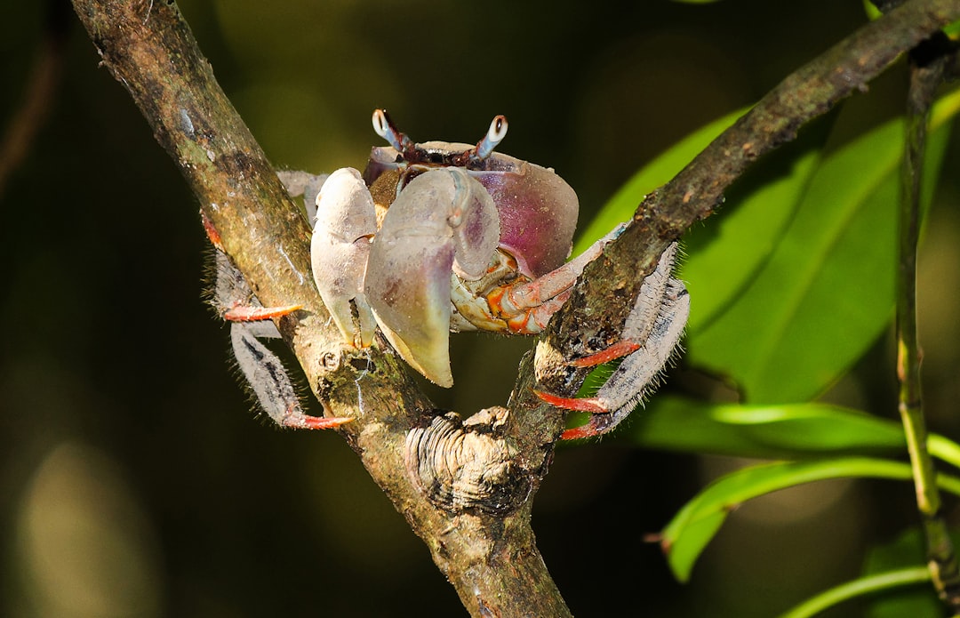 Coconut Crab