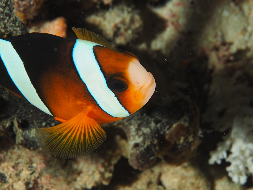 Clownfish