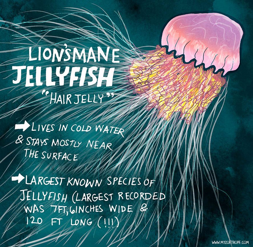 The Lion's Mane Jellyfish Explained