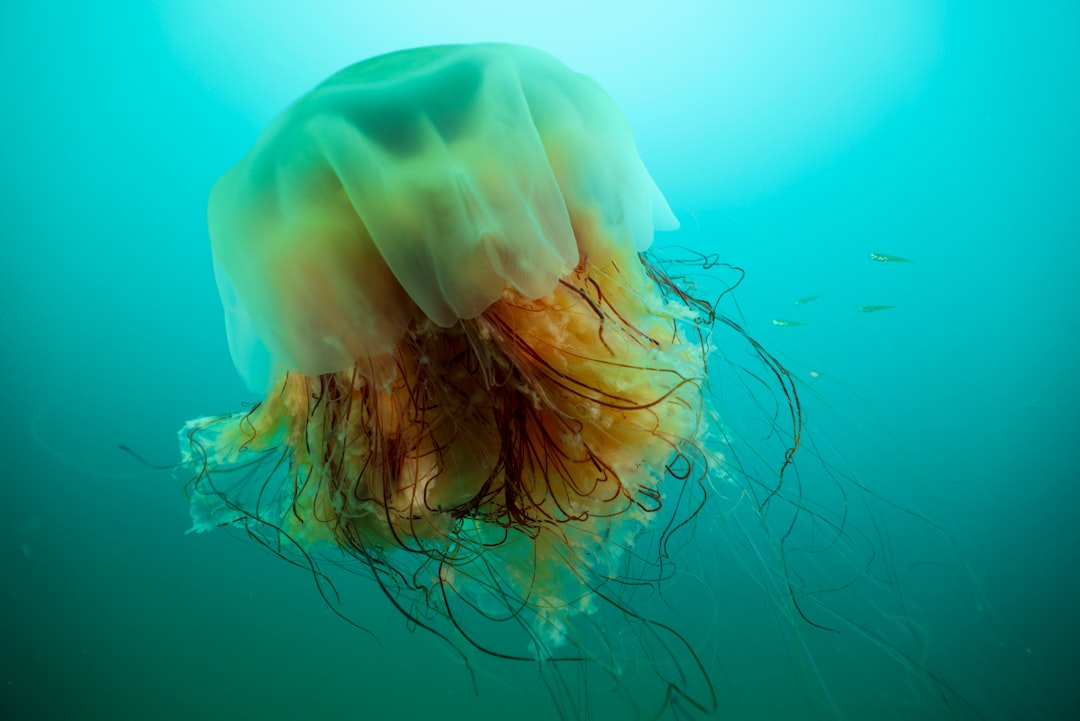 Lion's Mane Jellyfish