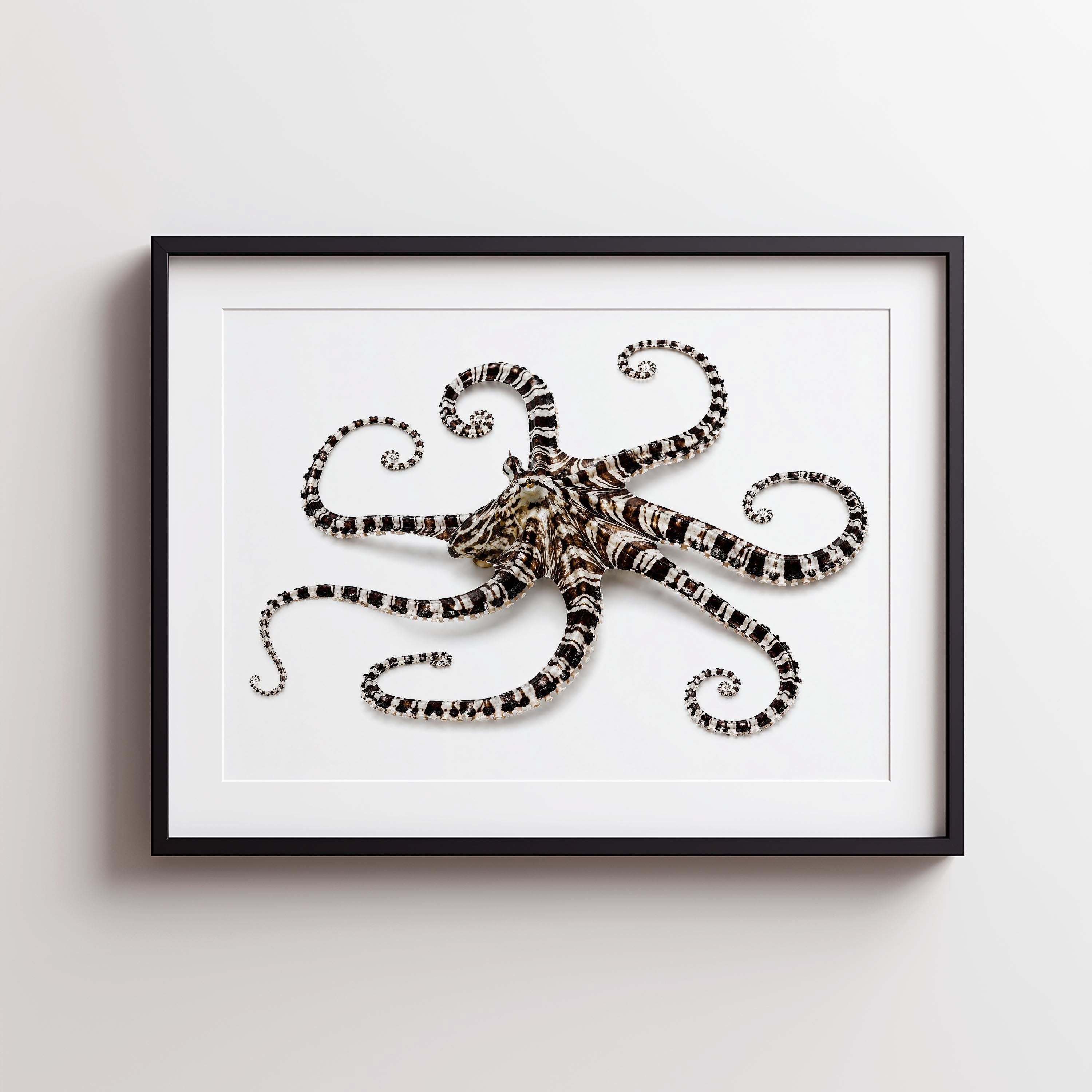 Mimic Octopus: Nature's Master Pretender