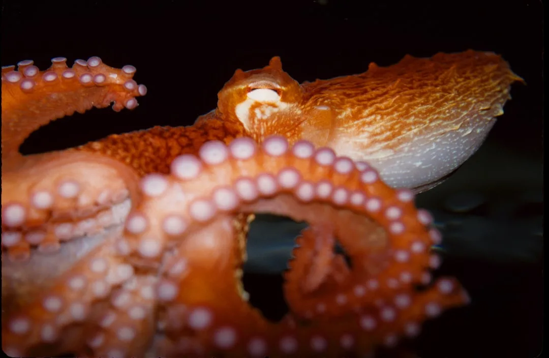 Mimic Octopus