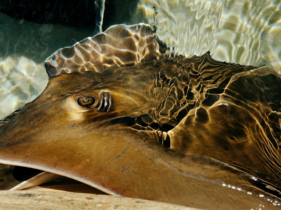 Southern Stingray
