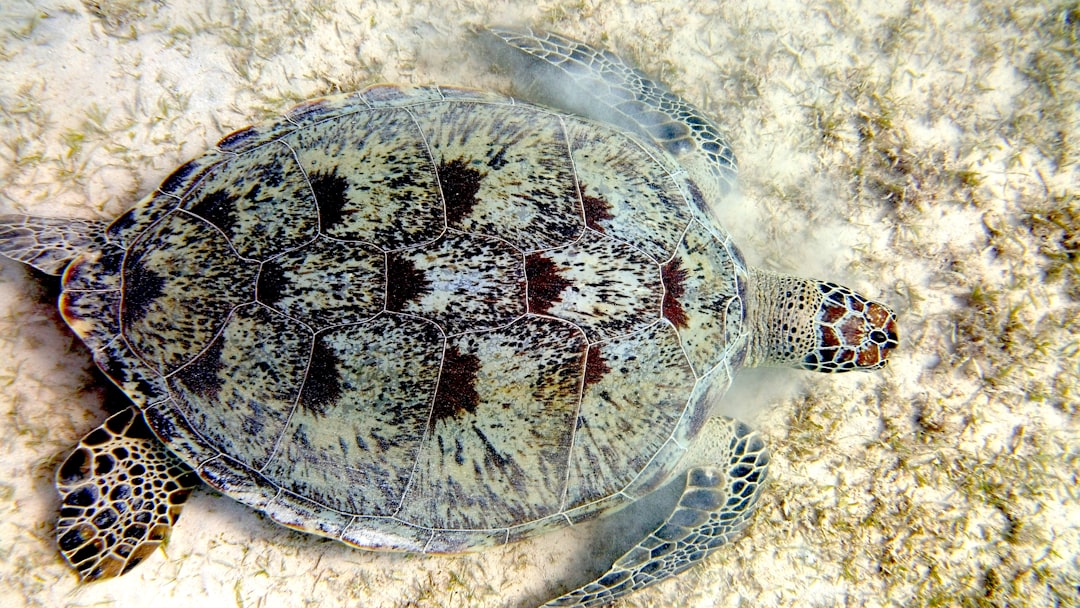 Hawksbill Sea Turtle