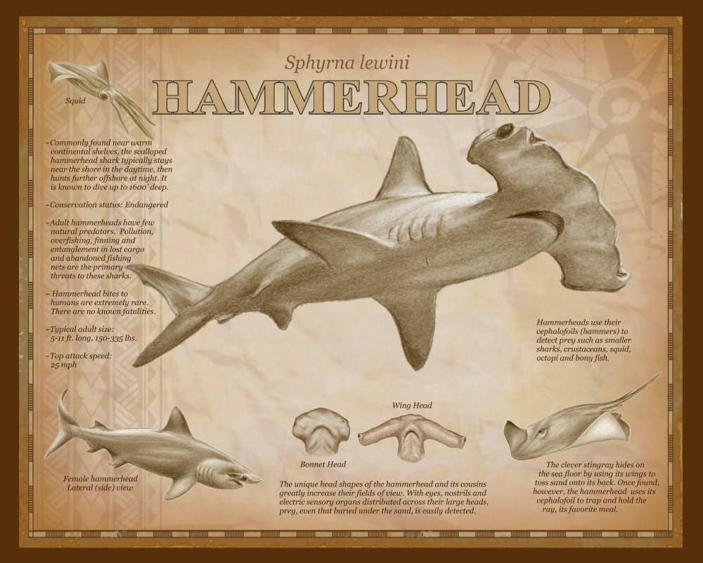 Scalloped Hammerhead Shark Overview