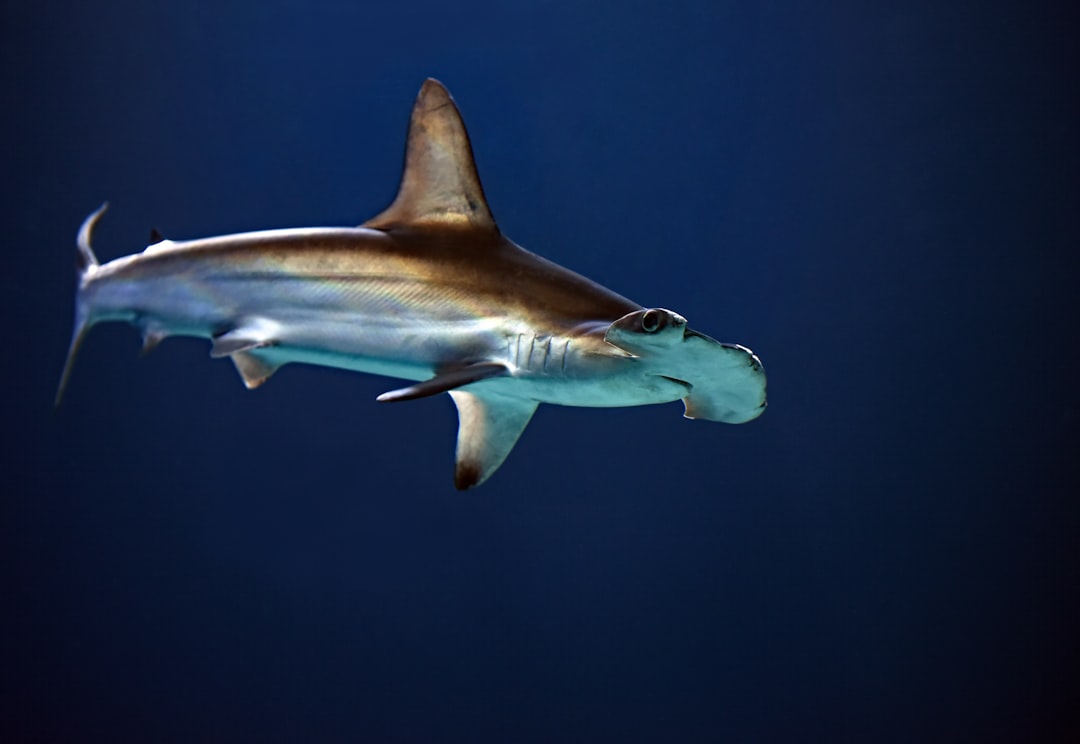 Scalloped Hammerhead Shark