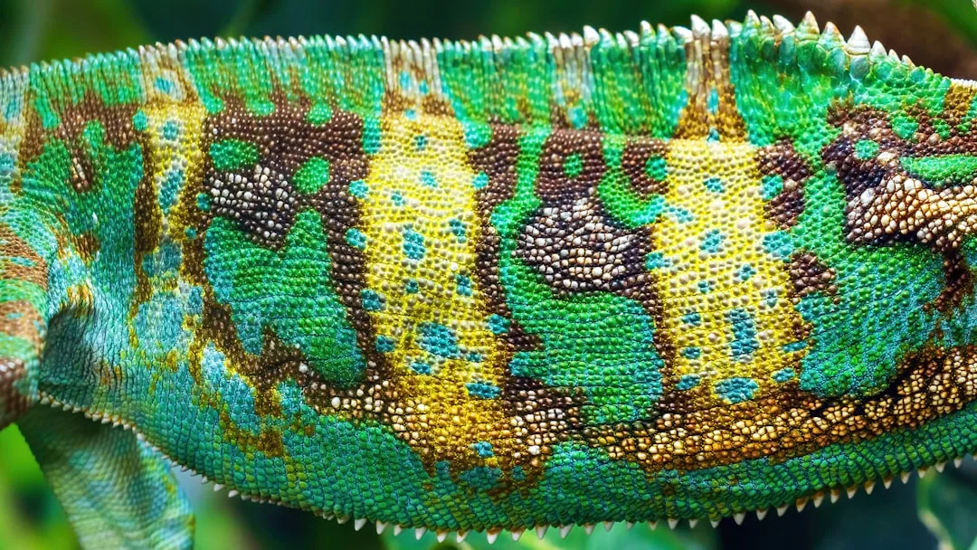 Veiled Chameleon