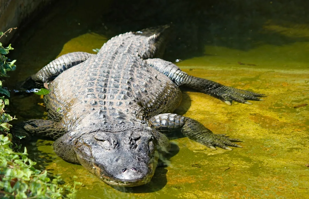 American Alligator