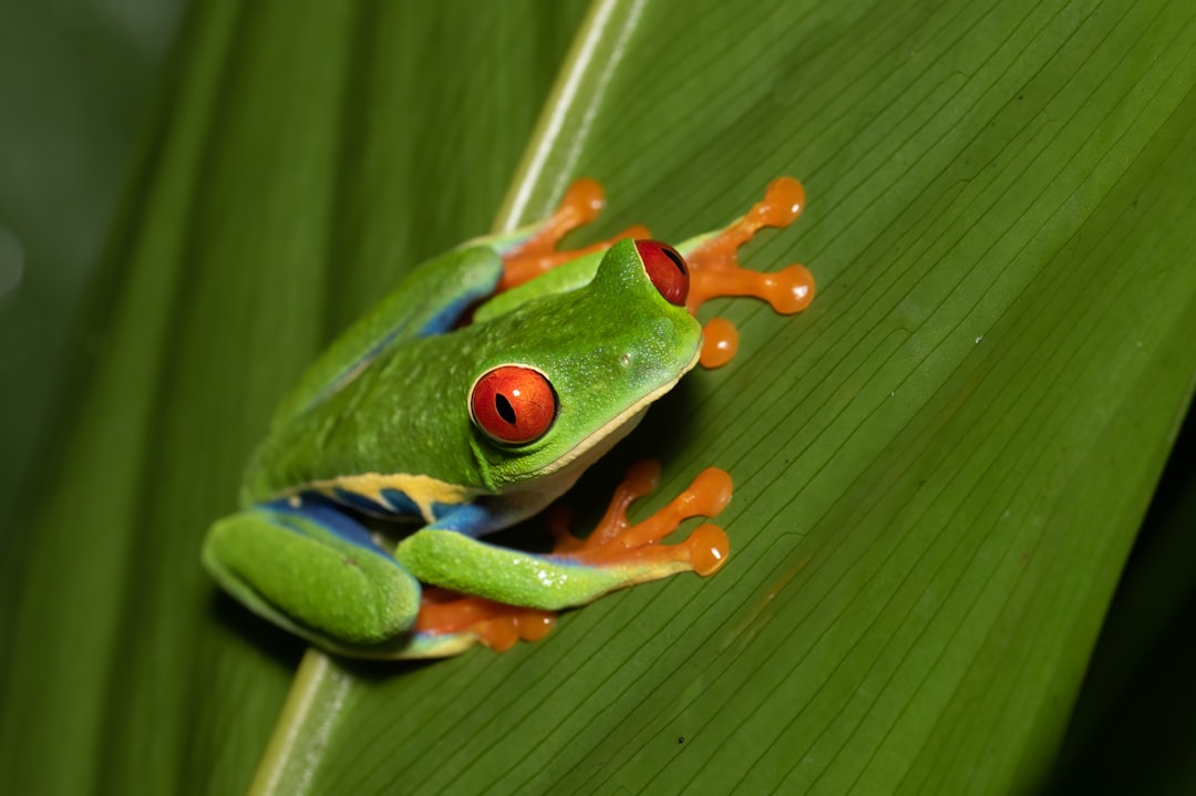 Red-Eyed Tree Frog