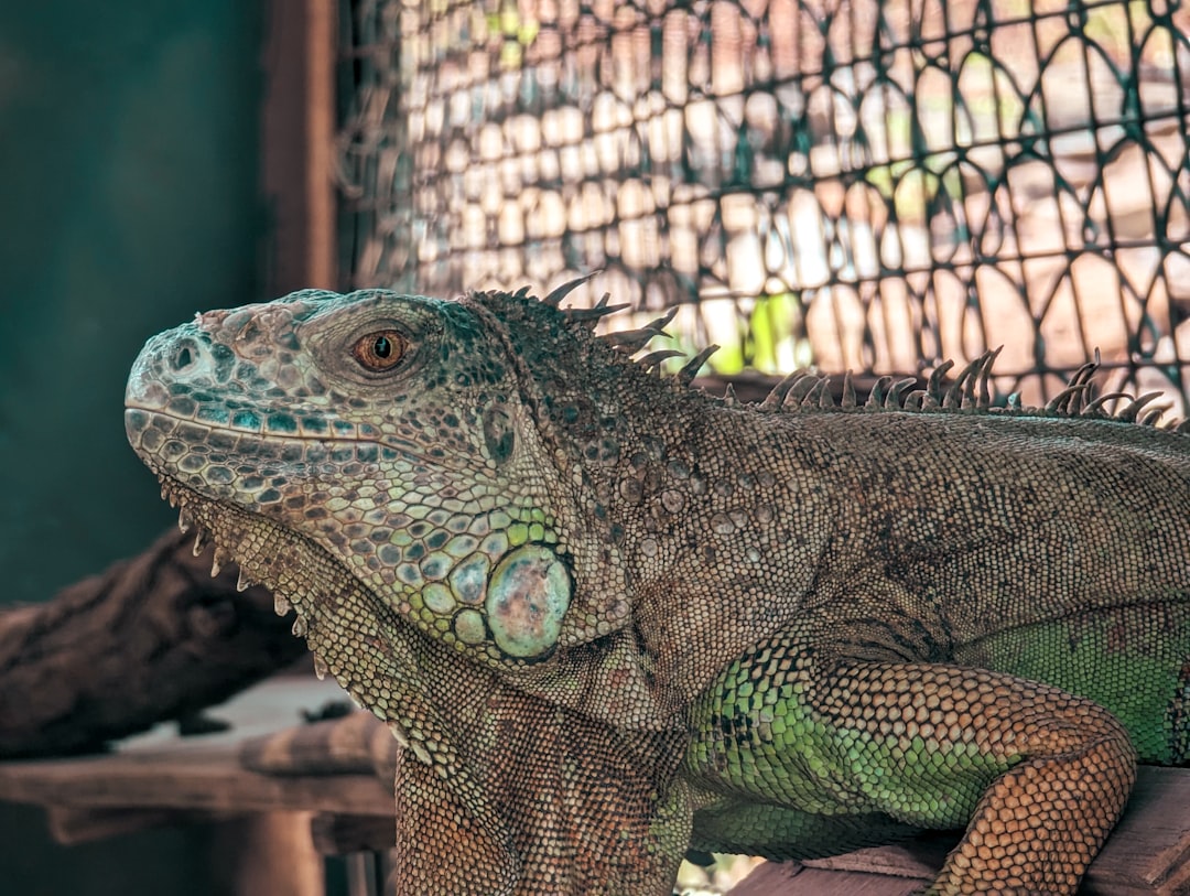 Green Iguana
