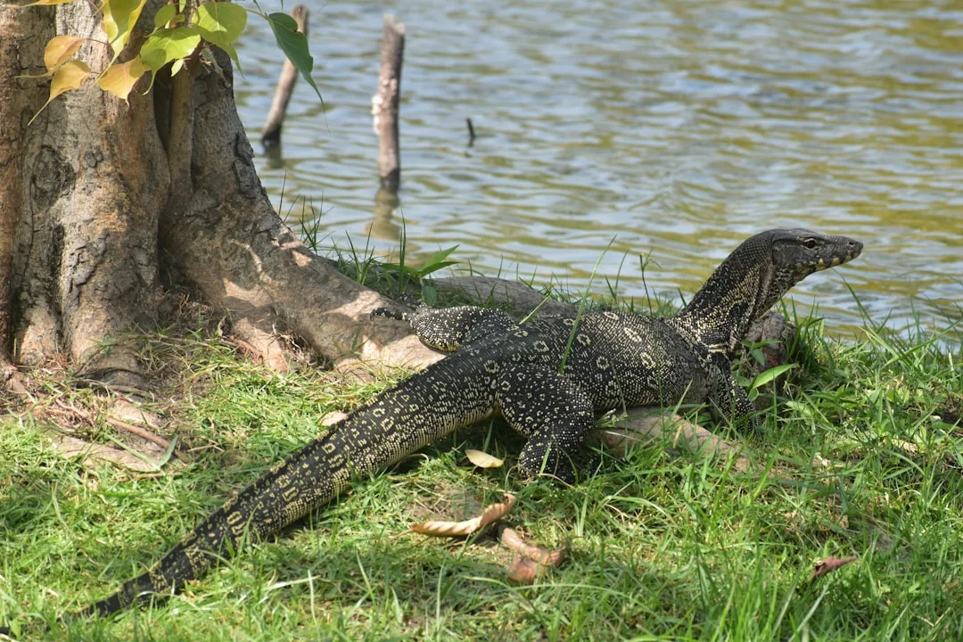 Asian Water Monitor: Size and Adaptations Explained