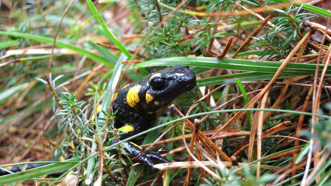Fire Salamander