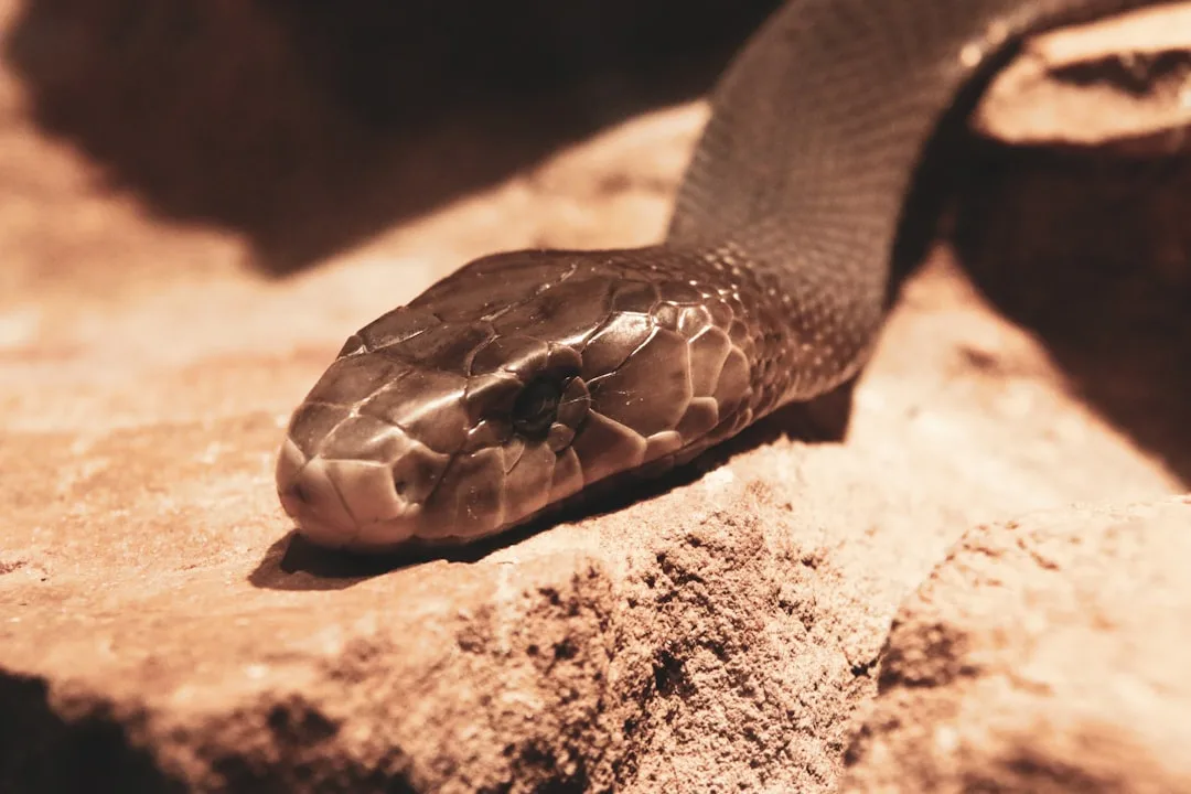 Black Mamba