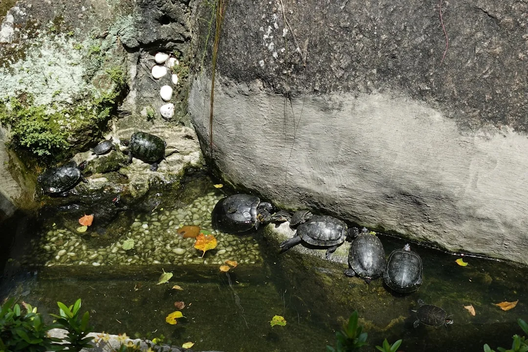 Green Sea Turtle