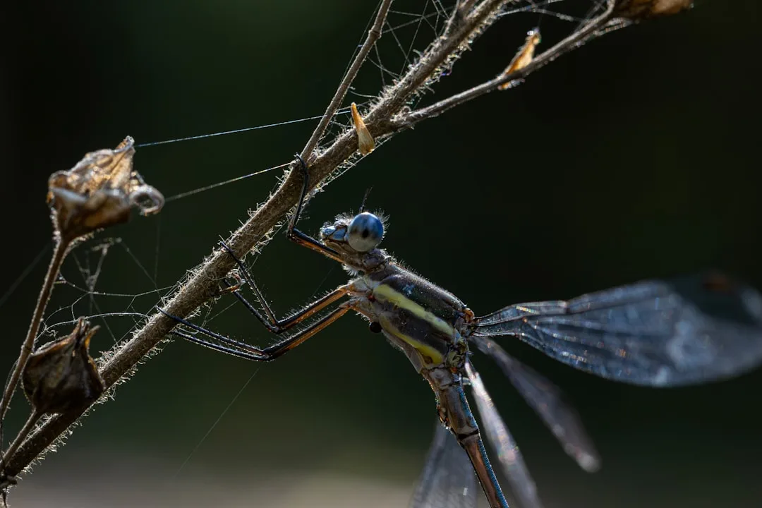 Evolution and Adaptation Explained