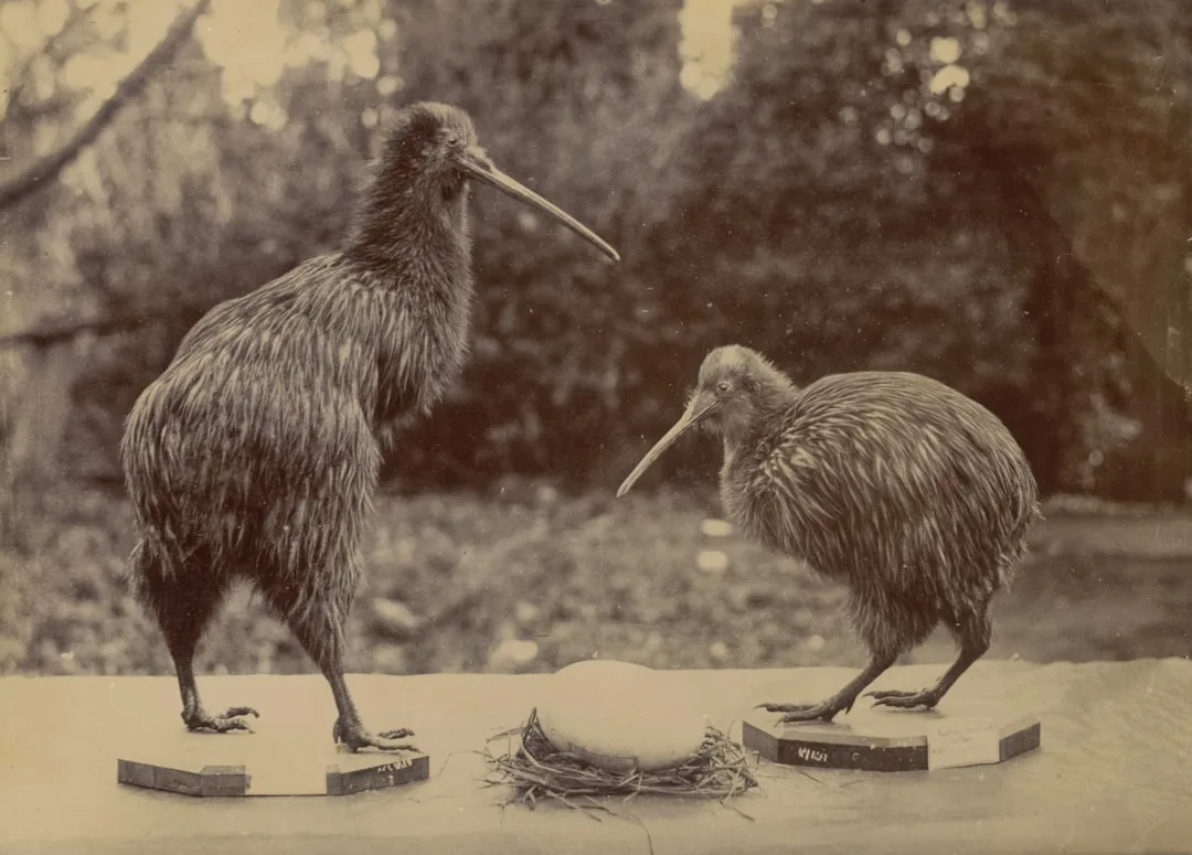 Kiwi