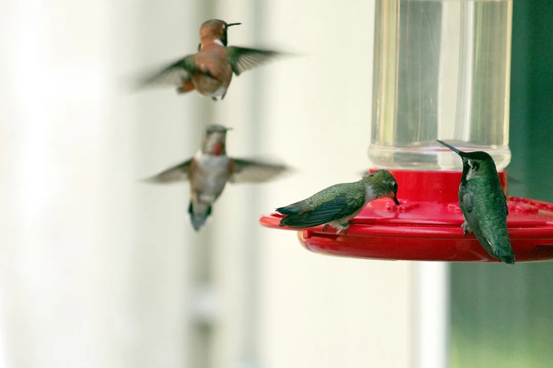 Anna's Hummingbird