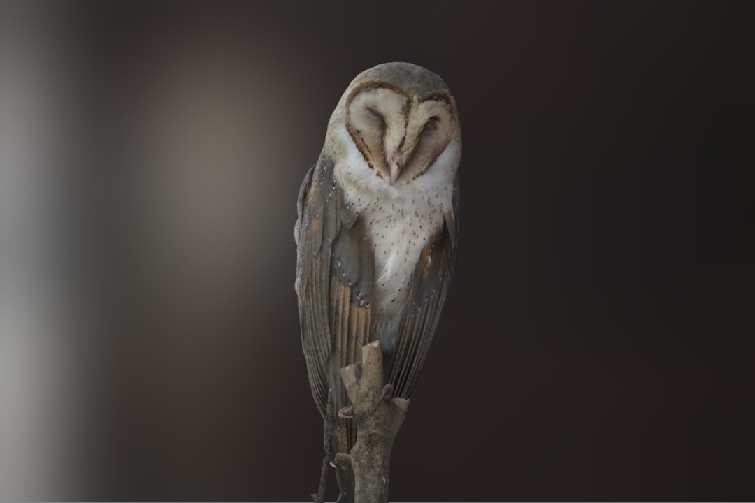 Barn Owl