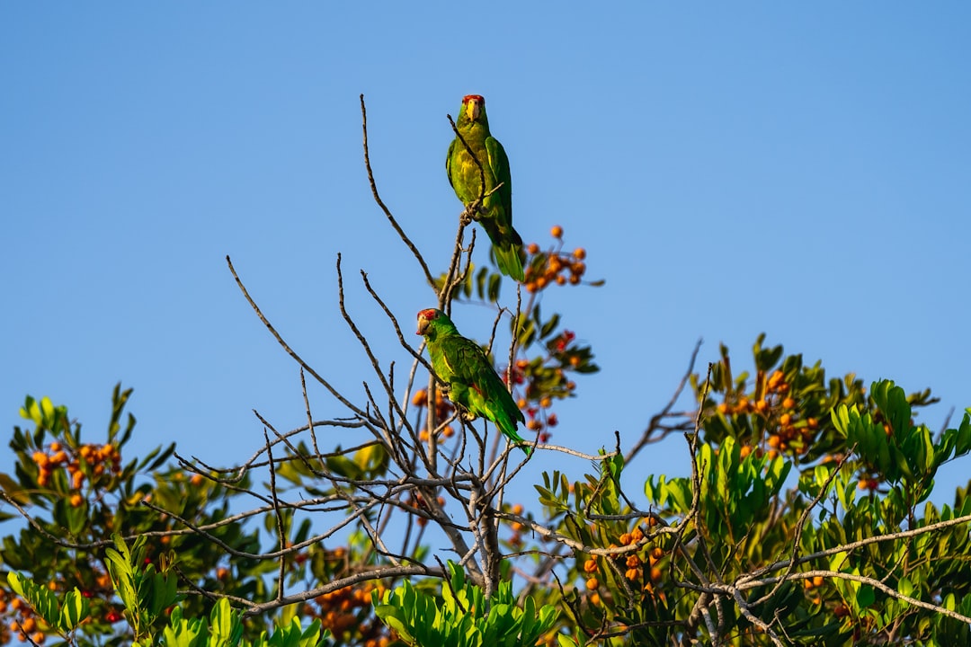 Kakapo
