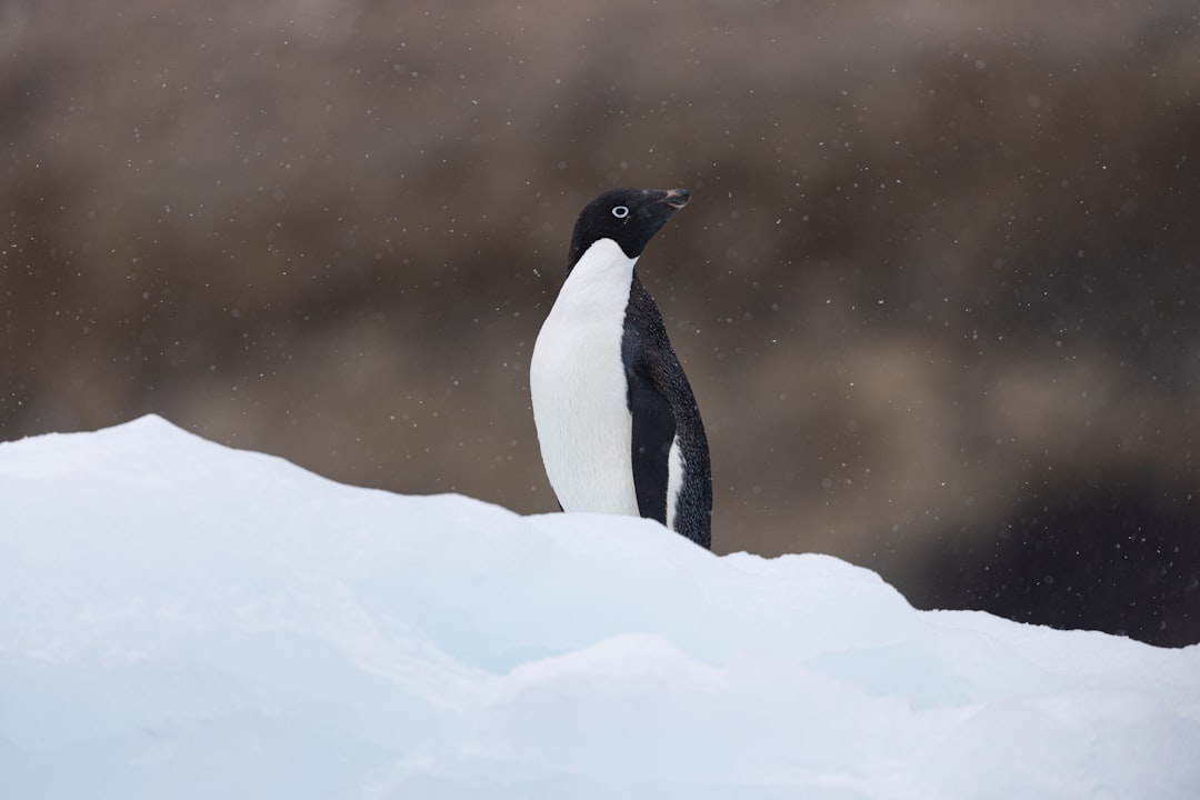 Adelie Penguin