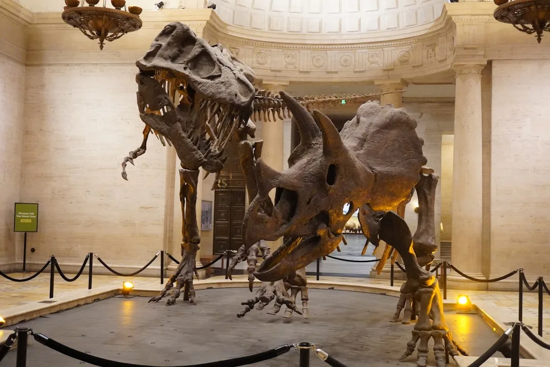 Triceratops