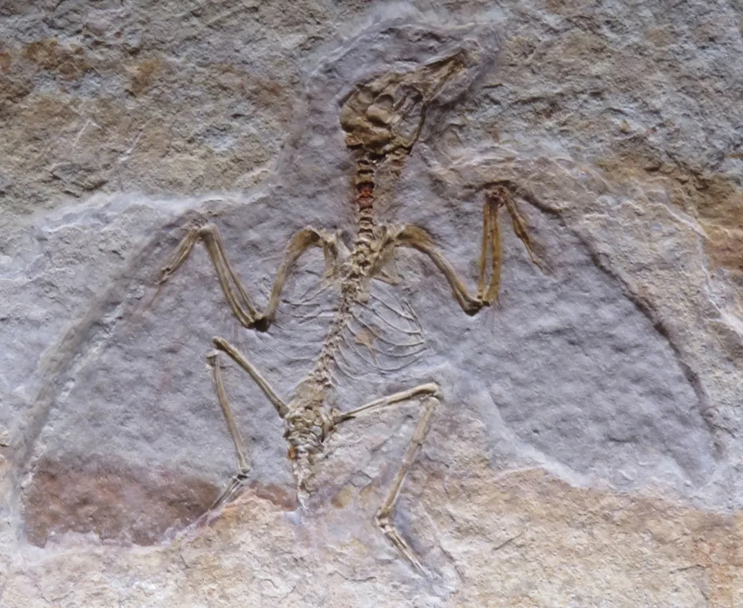 Pterodactyl