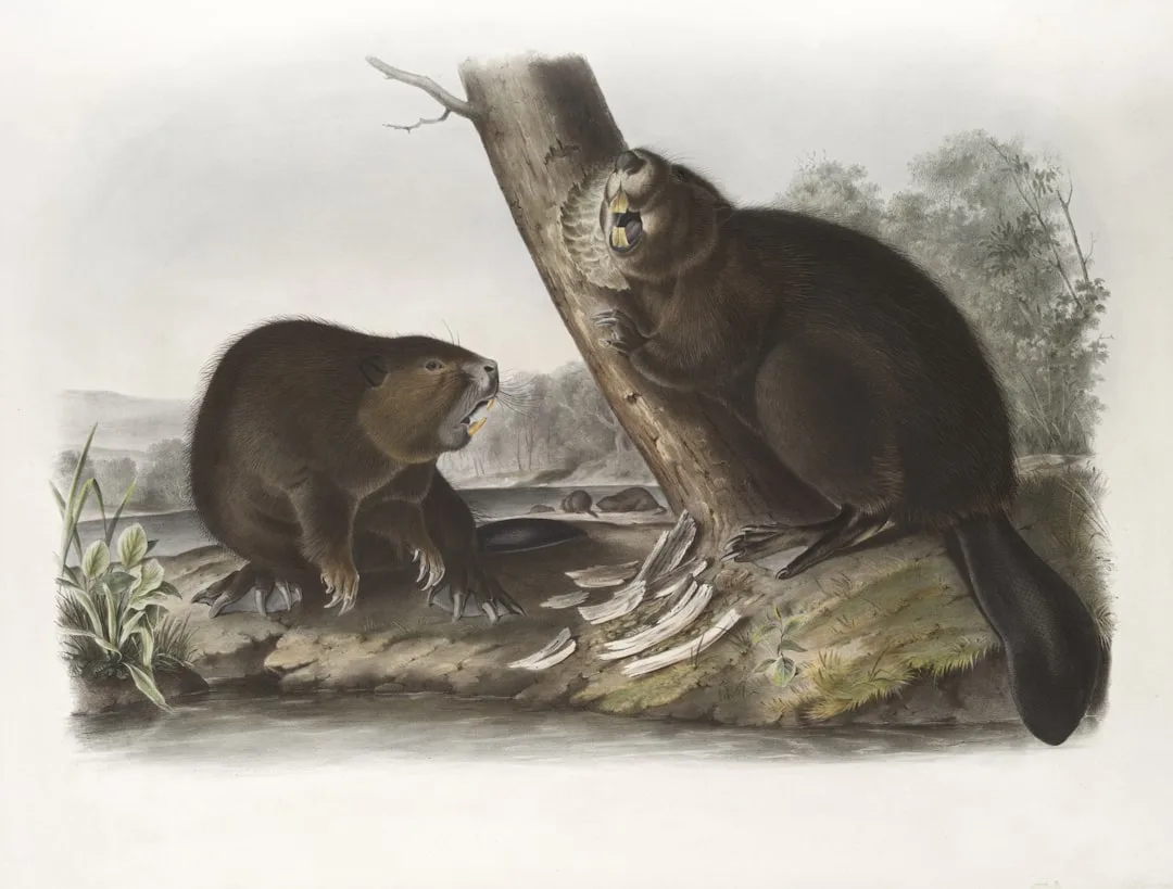 Giant Beaver
