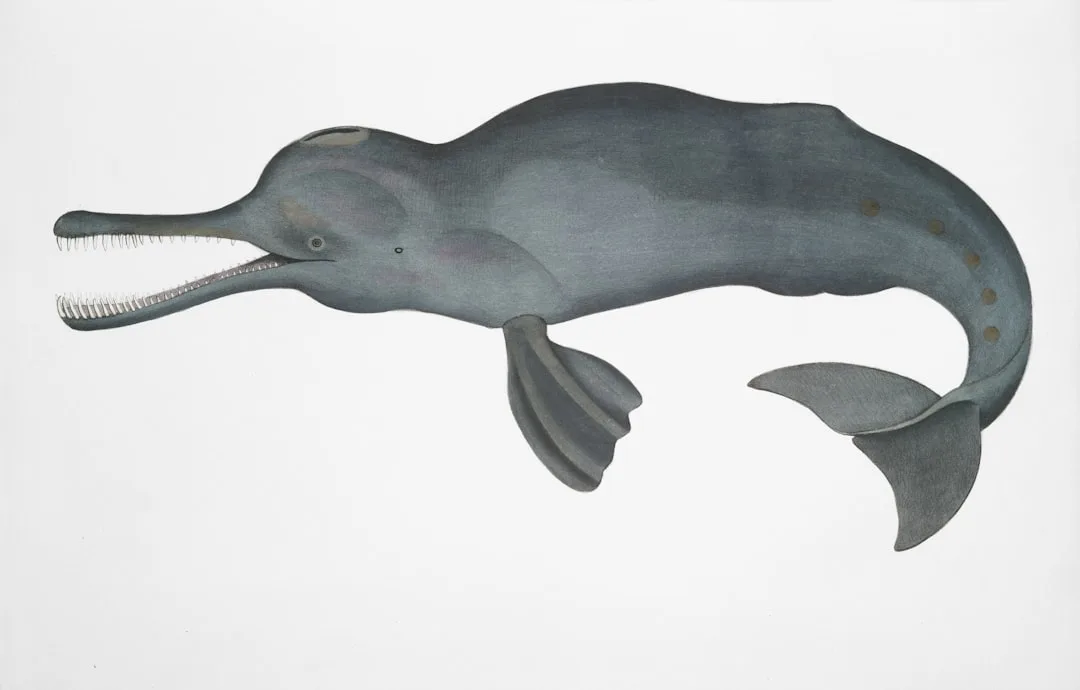 Basilosaurus