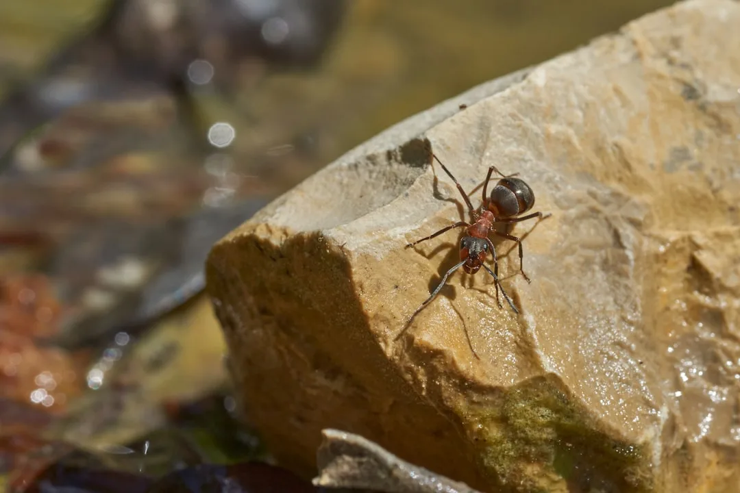 Bullet Ant