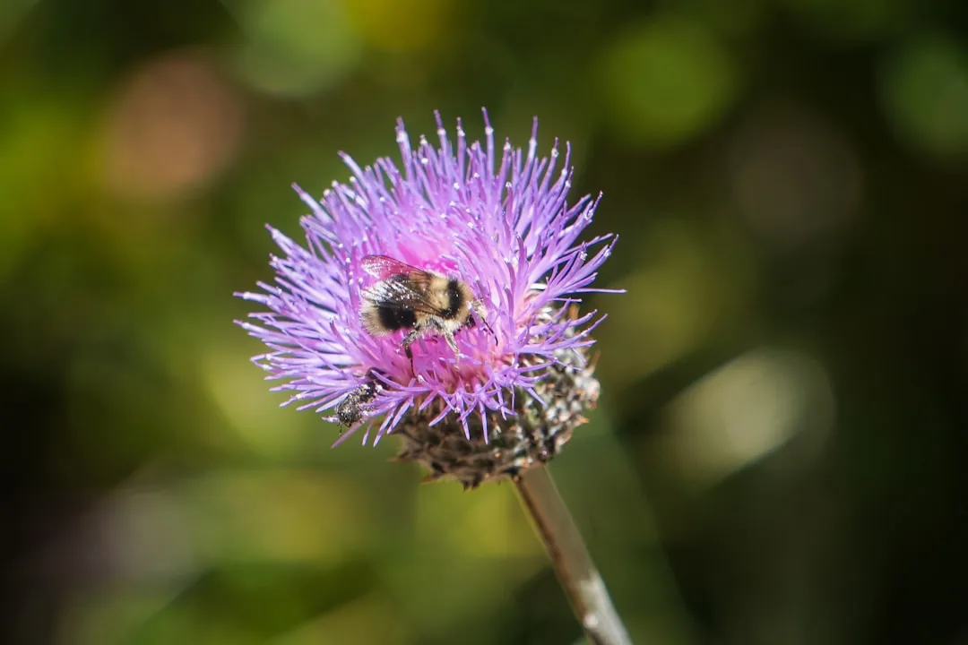 The Complete Guide to Bumblebees