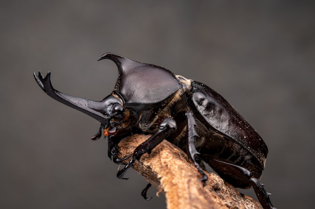 Rhinoceros Beetle