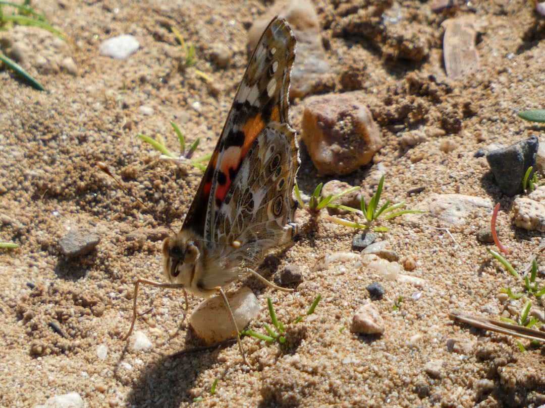 Painted Lady Butterfly