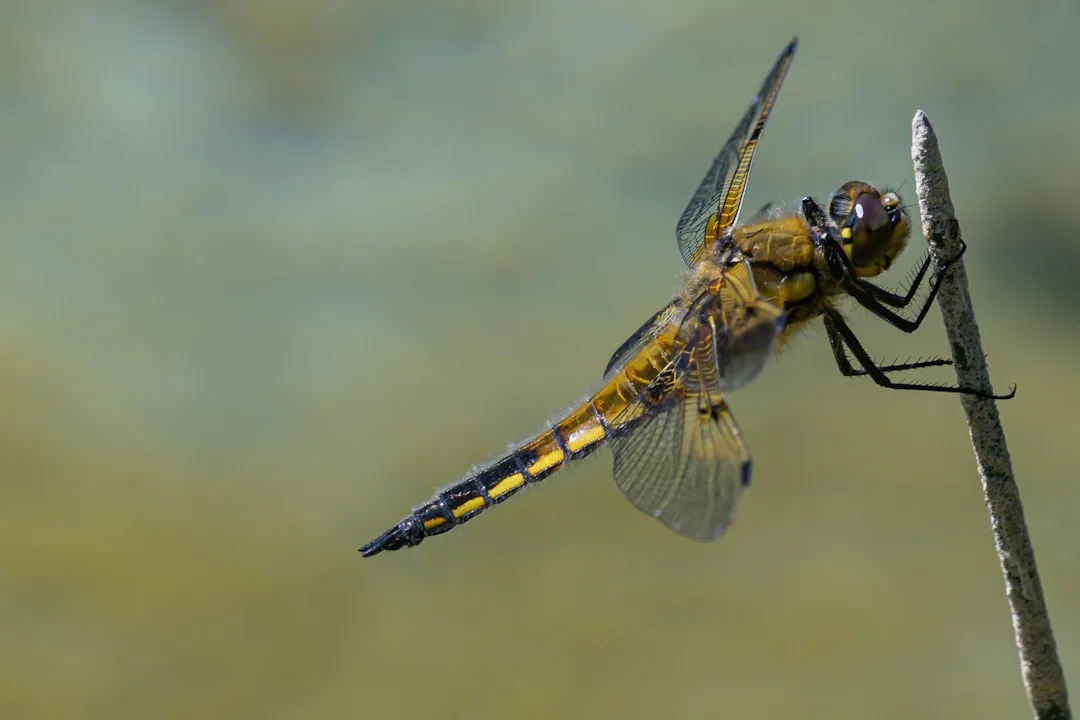 Globe Skimmer