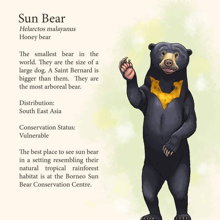 Sun Bear Insights: Habitat, Diet, and Behavior