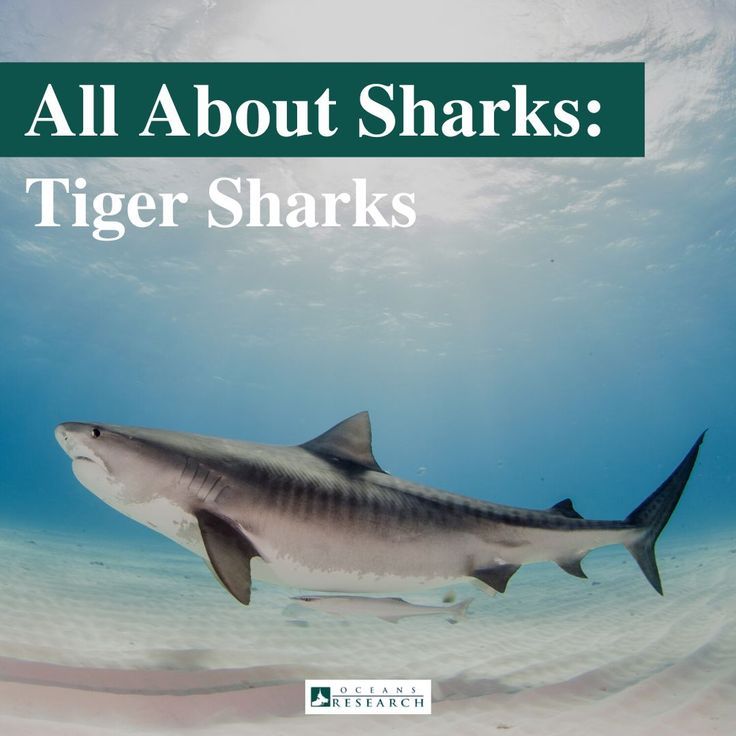All About the Tiger Shark