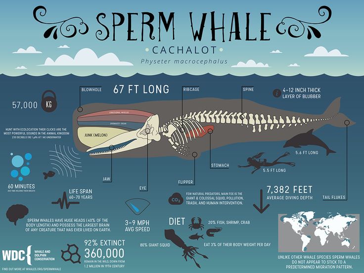 All About the Sperm Whale