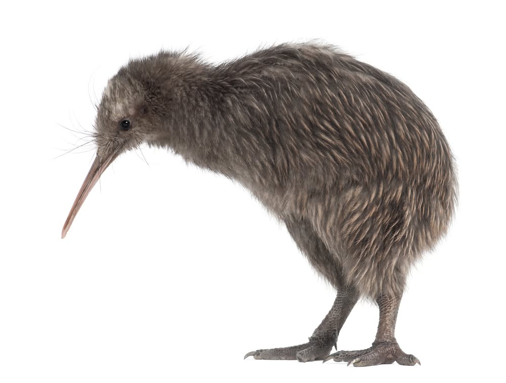 Flightless Birds: Evolution from Wings to Ground