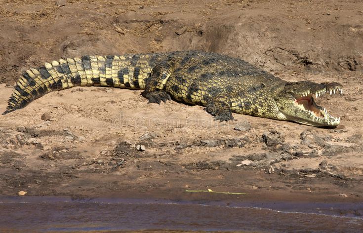 Nile Crocodile: Africa's Apex Predator Explained