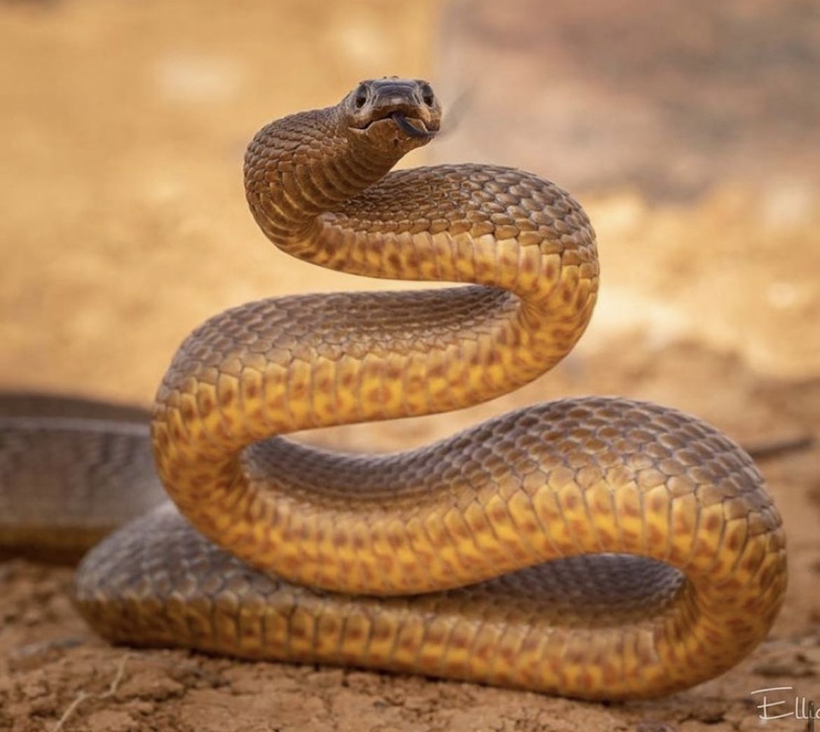 Inland Taipan: Exploring the Most Venomous Species