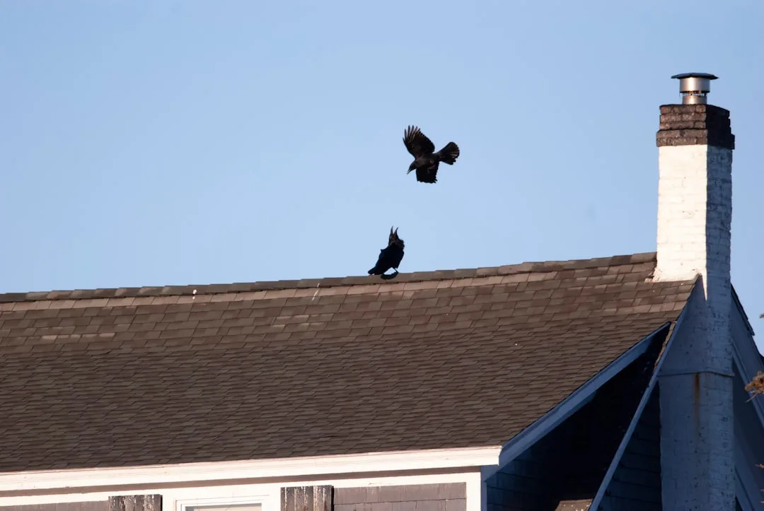 American Crow