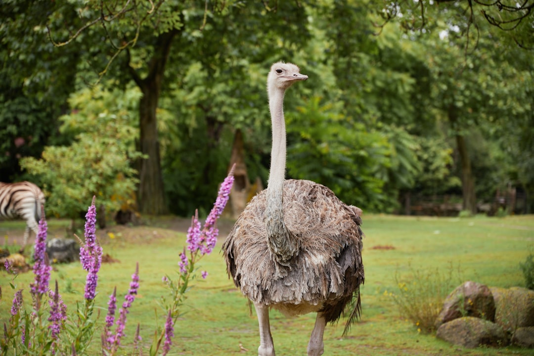 Ostrich