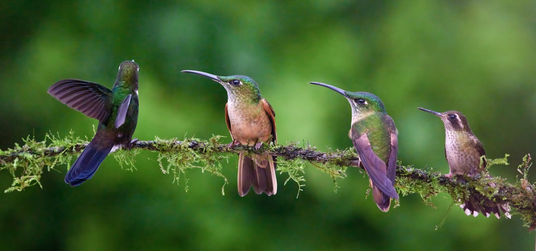 Sword-billed Hummingbird