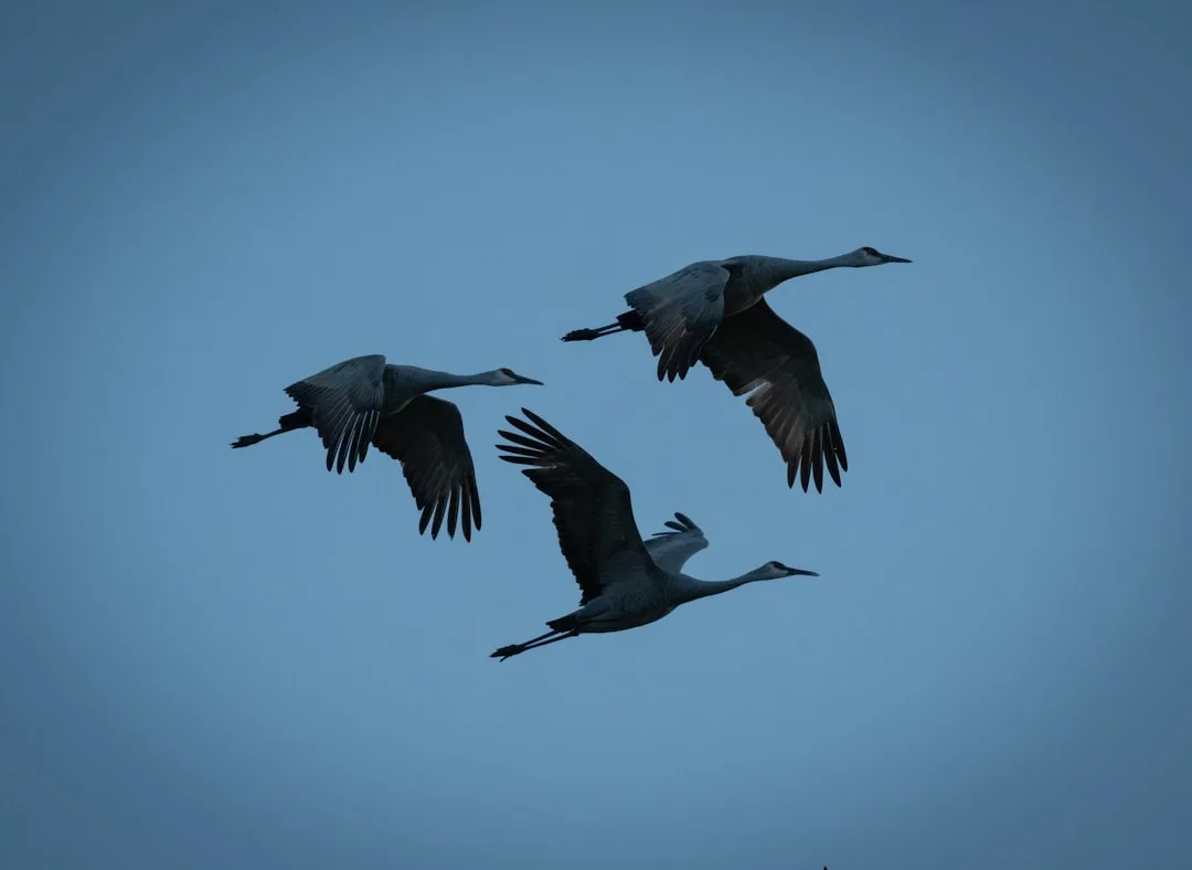 Sandhill Crane