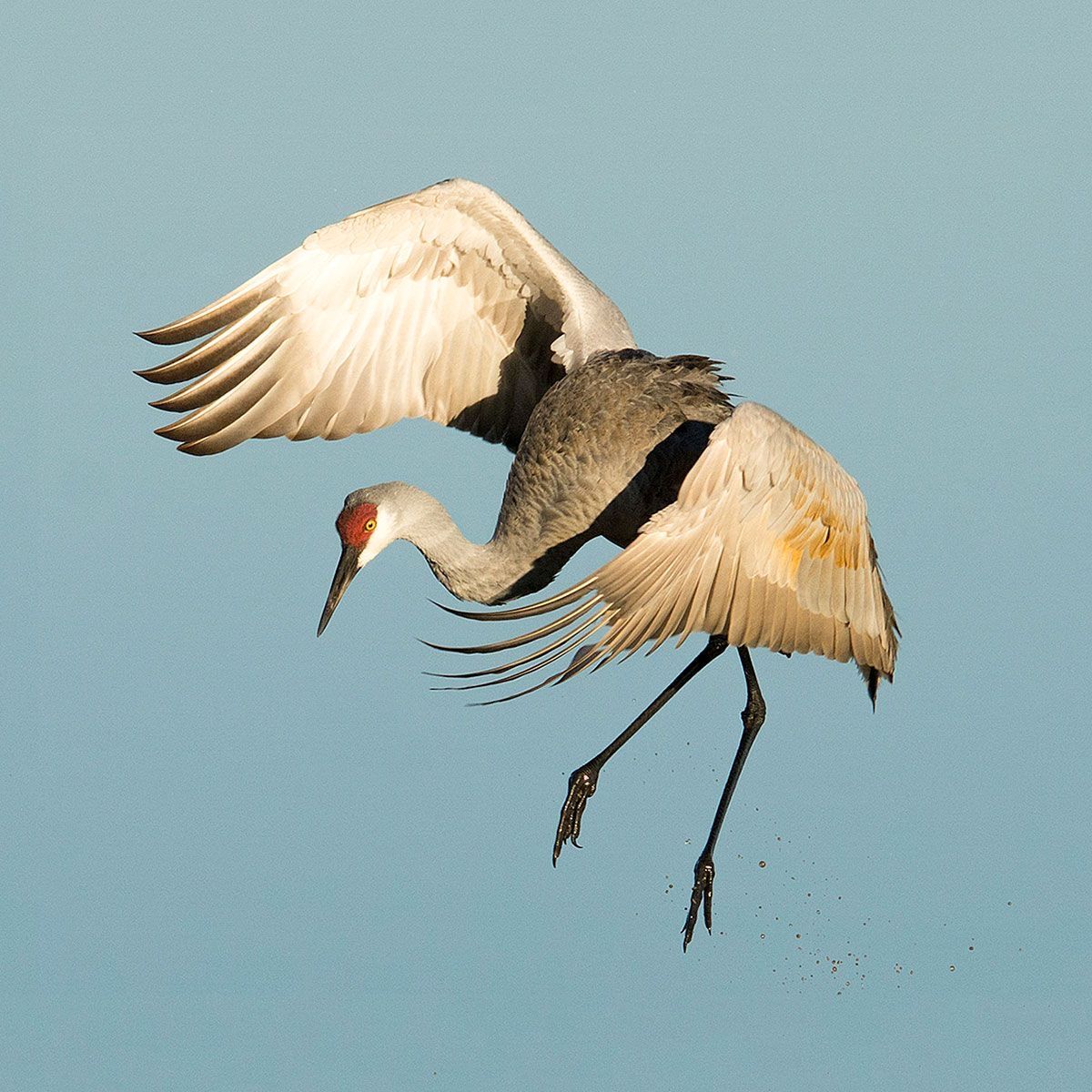 Sandhill Crane: A Majestic Bird Overview