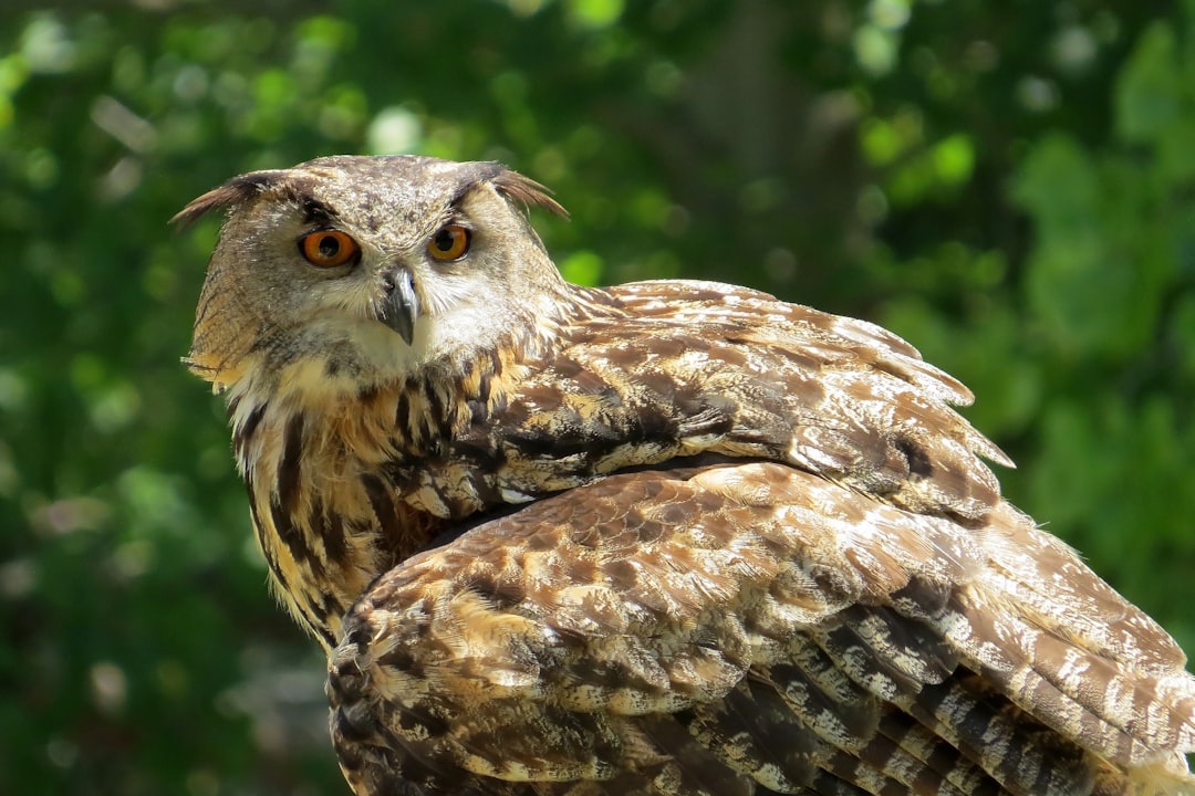 Eurasian Eagle-Owl