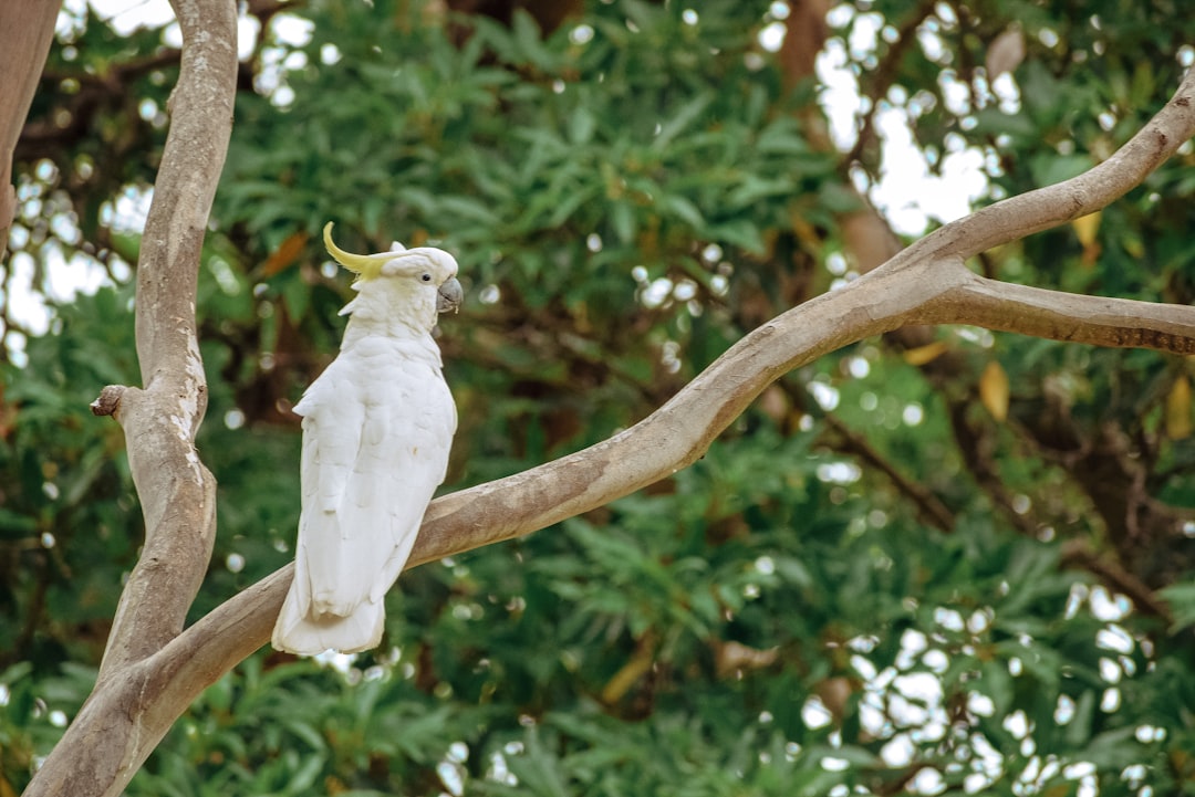 Sulphur-crested Cockatoo