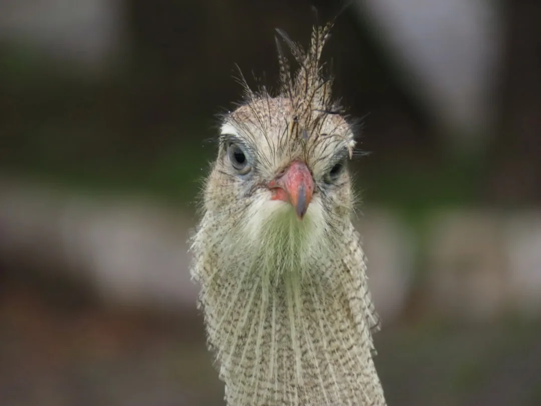 Superb Lyrebird