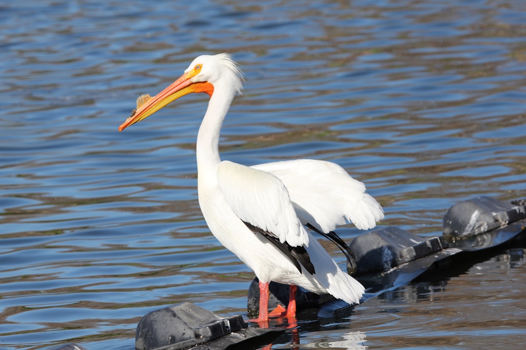 American White Pelican