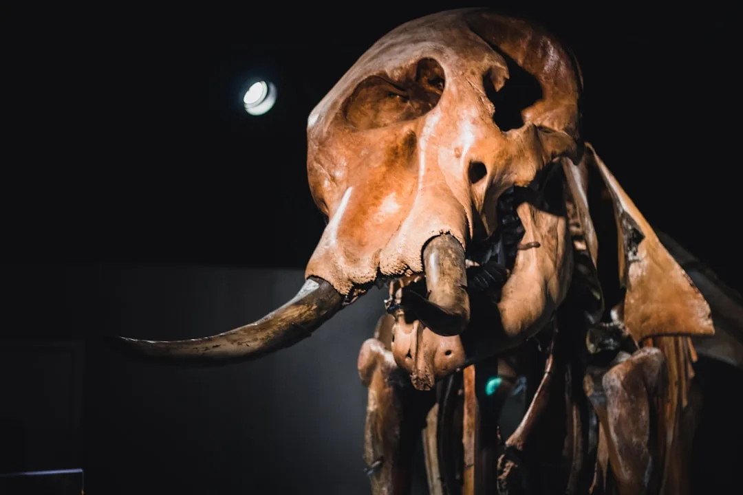 Aurochs