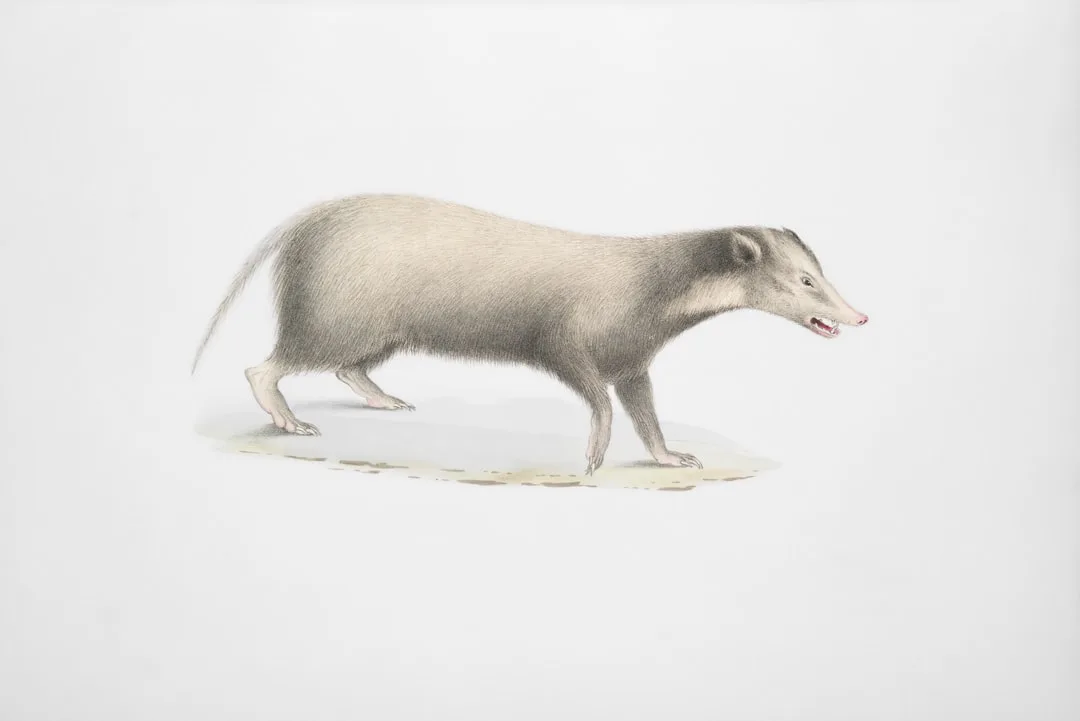 Diprotodon